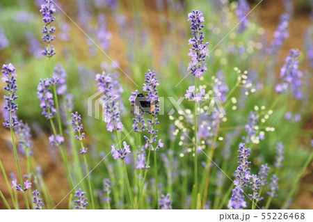 ラベンダー Lavender ラベンダー Lavender 55226468