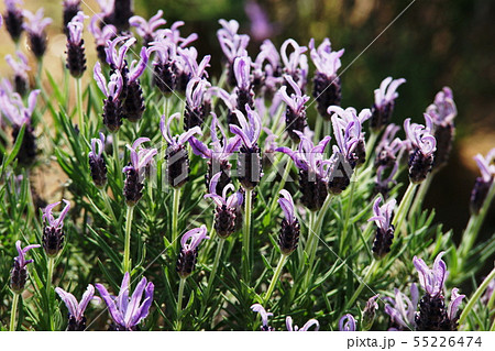 ラベンダー Lavender ラベンダー Lavender 55226474