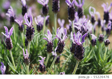 ラベンダー Lavender ラベンダー Lavender 55226476