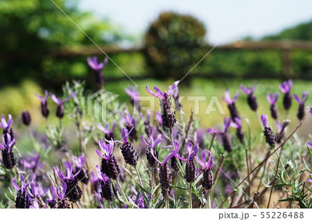 ラベンダー Lavender ラベンダー Lavender 55226488