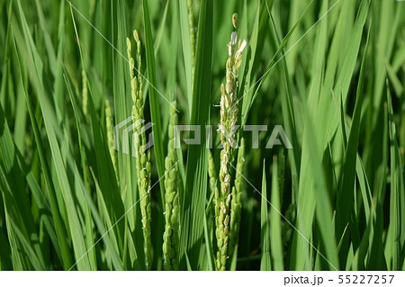 稔り始めた稲穂 稔り始めた稲穂 55227257