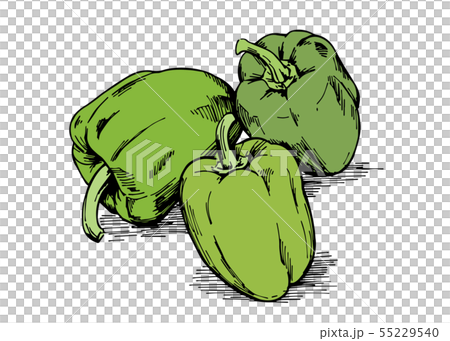 手描きイラスト素材 野菜 ピーマンのイラスト素材