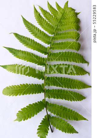 Compound Pinnate green leave, leaflets row two tip 55229583