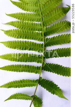 Compound Pinnate green leave, leaflets row two tip 55229586
