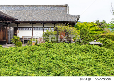 勧修寺の宸殿とハイビャクシン 京都市 勧修寺の宸殿とハイビャクシン 京都市 55229590