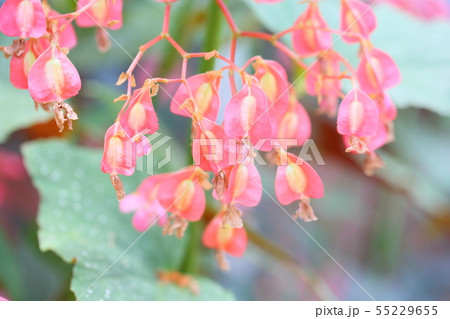 キダチベゴニアの花 55229655