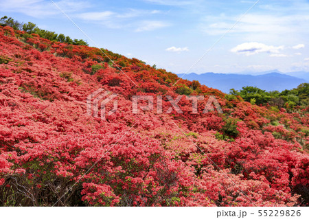 葛城高原-つつじ-満開 葛城高原-つつじ-満開 55229826