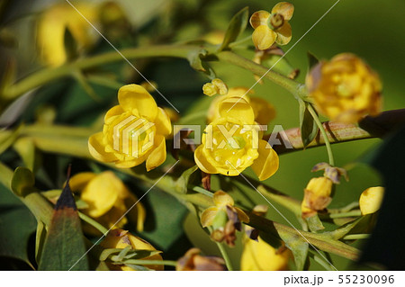 ヒイラギナンテン  Japanese mahonia 55230096