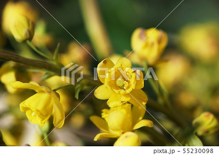 ヒイラギナンテン  Japanese mahonia 55230098