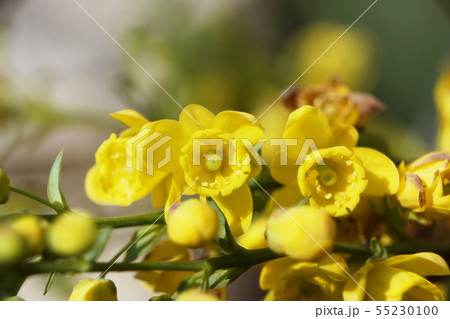 ヒイラギナンテン  Japanese mahonia 55230100