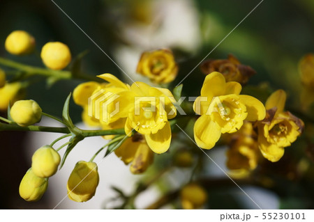 ヒイラギナンテン  Japanese mahonia 55230101