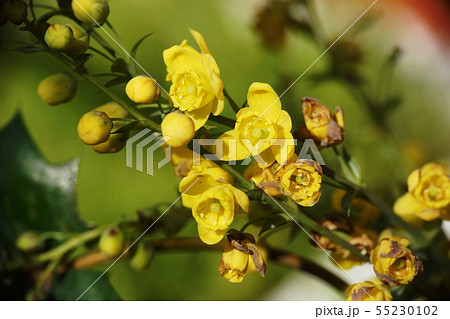 ヒイラギナンテン  Japanese mahonia 55230102