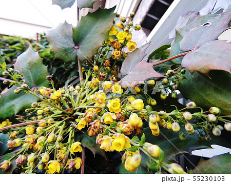 ヒイラギナンテン  Japanese mahonia 55230103