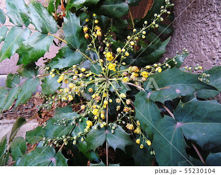 ヒイラギナンテン  Japanese mahonia 55230104