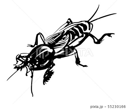 おけら おけら 55230166