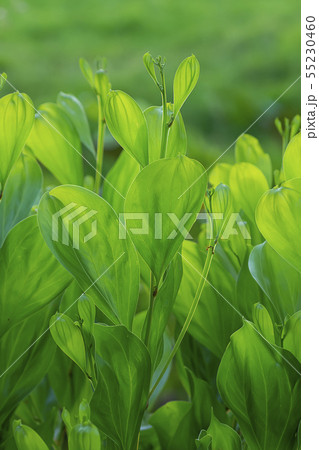 Close up green leaves of Acacia mangium tree. Close up green leaves of Acacia mangium tree. 55230460