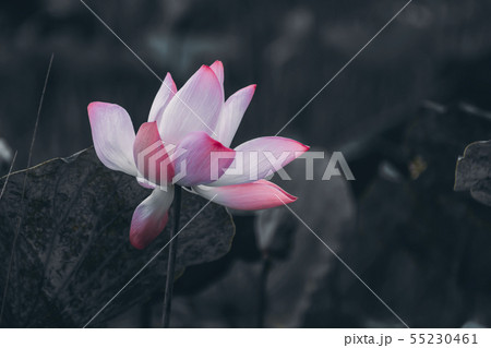 Beautiful soft pink lotus flower Beautiful soft pink lotus flower 55230461