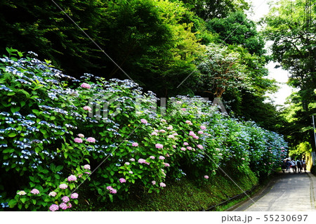 鎌倉市　長寿寺　Choujyuji temple 55230697
