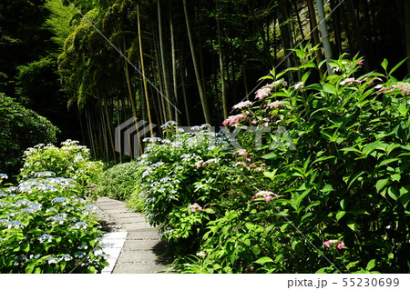 鎌倉市　長寿寺　Choujyuji temple 55230699