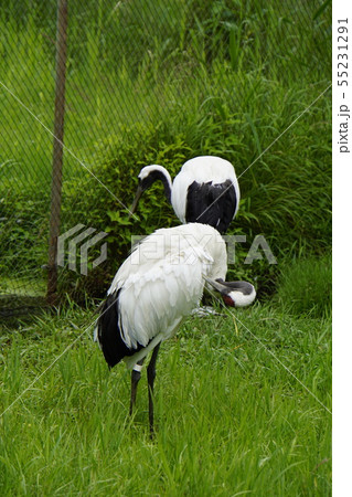 丹頂鶴　釧路　丹頂鶴自然公園　タンチョウ　鶴居　釧路湿原 55231291