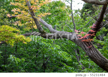 勧修寺の夏もみじ 京都市 55231464