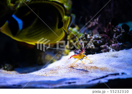 Pacific cleaner shrimp nature ocean life ecology Pacific cleaner shrimp nature ocean life ecology 55232310