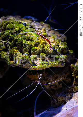 Pacific cleaner shrimp nature ocean life ecology 55232313