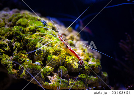 Pacific cleaner shrimp nature ocean life ecology 55232332