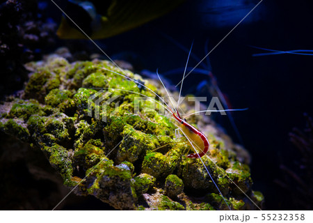 Pacific cleaner shrimp nature ocean life ecology 55232358