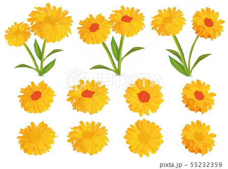 3d realistic calendula. Set marigold flower isolated on white background.Calendula officinalis 55232359