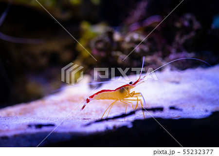 Pacific cleaner shrimp nature ocean life ecology 55232377
