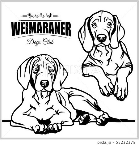 Weimaraner - vector set isolated illustration on white background 55232378