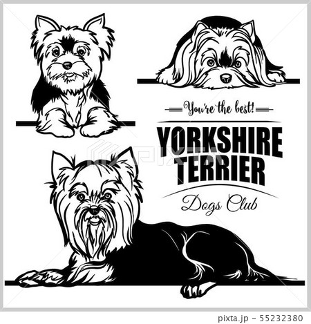Yorkshire Terrier Vector Set Isolated のイラスト素材