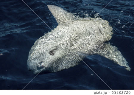 Mola mola sun fish on sea surface Mola mola sun fish on sea surface 55232720