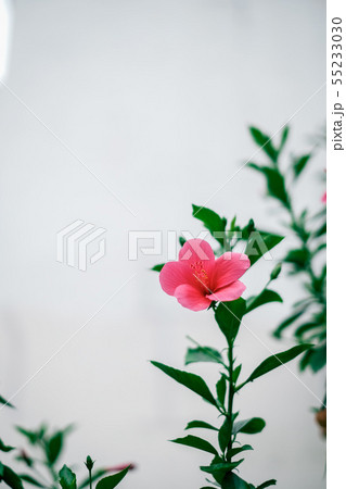 南国の花ハイビスカス 55233030