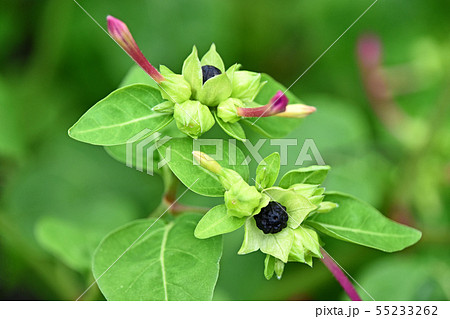 オシロイバナの黒い種の写真素材