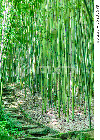 京都市洛西竹林公園 京都市洛西竹林公園 55233679