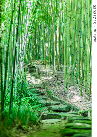 京都市洛西竹林公園 京都市洛西竹林公園 55233680