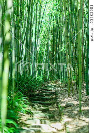 京都市洛西竹林公園 55233681