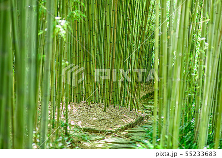 京都市洛西竹林公園 京都市洛西竹林公園 55233683
