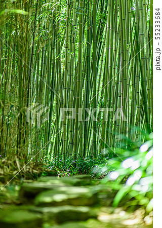 京都市洛西竹林公園 55233684