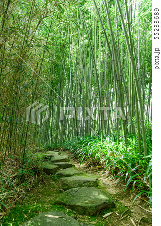 京都市洛西竹林公園 京都市洛西竹林公園 55233689