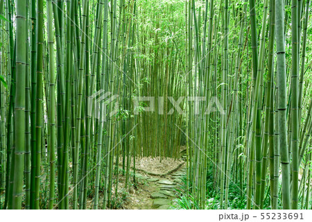 京都市洛西竹林公園 京都市洛西竹林公園 55233691