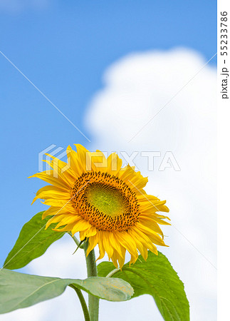ひまわり ヒマワリ 向日葵の写真素材