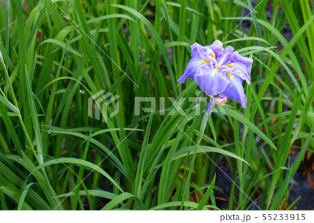花菖蒲 55233915