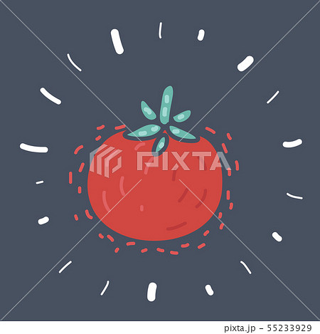 Tomato. Isolated vegetables. Vector illustration Tomato. Isolated vegetables. Vector illustration 55233929