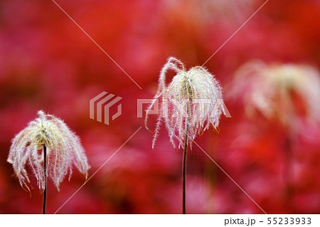 秋のチングルマ 55233933