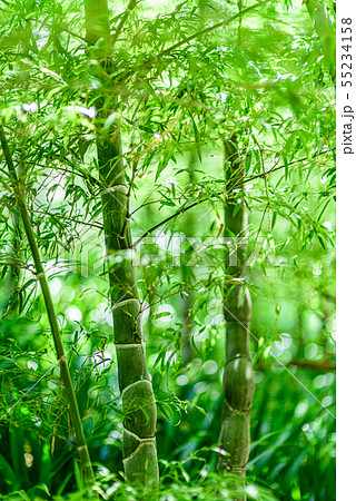 京都市洛西竹林公園・亀甲竹 京都市洛西竹林公園・亀甲竹 55234158