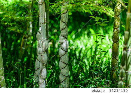京都市洛西竹林公園・亀甲竹 55234159