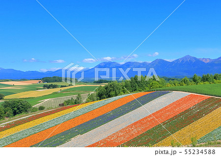 【北海道】美瑛四季彩の丘 55234588